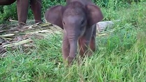 22K views · 225 reactions | Discovering useful ways to use her trunk. | AwwProject | Facebook