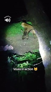 Όποιος δεν πείστηκε με το χθεσινό βίντεο με την Κλειώ, δείτε άλλη μια ταρταρούγα,τη Βούλα. Έχει ίδιο μέγεθος με την Κλειώ (4 κιλά το πολύ) . Το ενδιαφέρον είναι ότι η Κλειώ τουλάχιστον τρώει το κοτόπουλο,η Βούλα όχι. Γιατί δέρνει τις αλεπούδες; Γιατί μπορεί.😸 Παρατηρήστε την αντίδραση της αλεπουδιτσας (ήταν έγκυος τότε) . Δεν έχει καμία όρεξη να τσακωθεί κ δείχνει υποταγή. Αν δεν σας φτάνει ούτε αυτό το βίντεο,έχω και άλλο : Βούλα vs 2 αλεπούδες! Αυτό που θέλω να πω είναι ότι μέσα σε 5 χρόνια,π