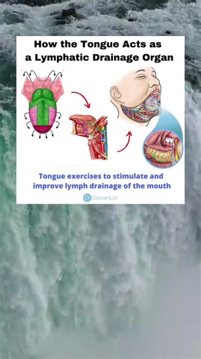 Understanding the Lymphatic Drainage of the Tongue