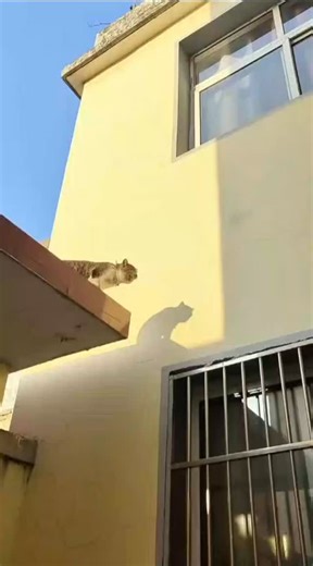 TheCatNapperDaily on Instagram: "Hope you enjoy watching this edit of Leo growing up! I used a dedicated morphing software called Morphage. Unfortunately I’m not really good at it yet, but I wanted to show you this anyways. Can’t wait to morph different cat breeds 😻 #furryfritz #catographer #cat #kitten #orangecat #kittengrowth #catphotographer #timelapse #morph #morphlapse"