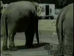 Ringling Bros. Abuse Accusations