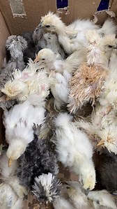 Buff polish frizzle, multi color silky, white cochin | শখের মুরগিওয়ালা