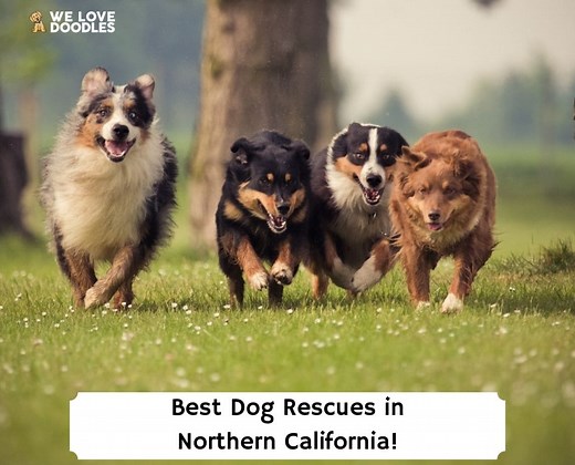10 Best Dog Rescues in Northern California! - We Love Doodles