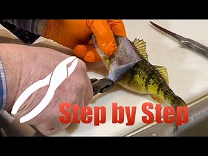 EASY Perch Filleting Trick! (Pliers Hack!)