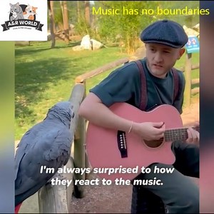 Music has no boundaries—even animals feel its magic! 🎶🐘🐄 Watch this heartwarming moment as a man plays the guitar and sings to his audience of elephants, cows, and more. Their reactions are pure joy, showing just how universal the language of music truly is. ❤️ #AnimalLove #MusicForTheSoul #NatureHarmony | A&R World