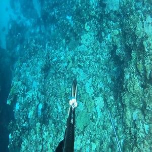 38K views · 837 reactions | 【spearfishing in JAPAN】 | Diving With Sharks | Facebook