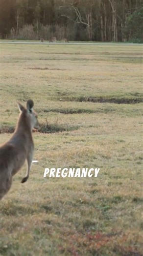 Exploring the Wonders of Wildlife: Kangaroo