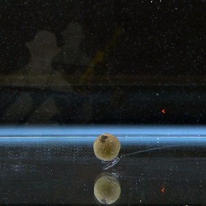 137K views · 1K reactions | How to tie a Stiff D Rig  | CARPology Magazine | Facebook