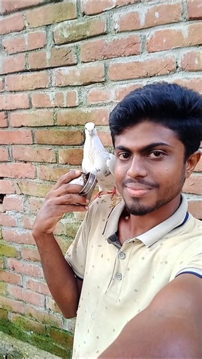 কবুতর🕊️গুলোর খিদা লাগলে কি করে 😁 || #minivlog #vlog #viral #kobutor #kobutor_palon_bangladesh #short