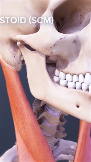 37K views · 408 reactions | The sternocleidomastoid muscle can help in head rotation and tilting the chin. The SCM is a large muscle that also helps protect fragile structures within the neck. How would you describe the range of motion in your neck when you turn your head from side to side? | Spine-health | Facebook