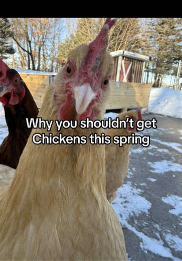Why You Shouldn't Get Chickens This Spring