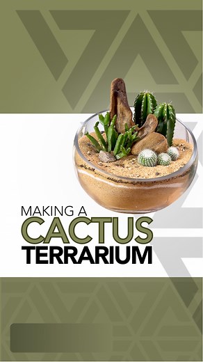 83K views · 3.4K reactions | My latest cactus terrarium made in a glass bowl I thrifted  #tutorial #plants #terrarium #moss #howto #diy #portland | Johnathon Q Swanson | Facebook