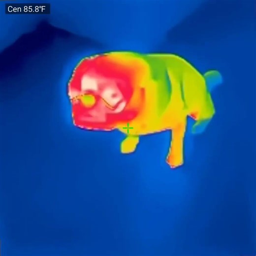 Looking at My Pug Through Cell Phone Thermal Camera