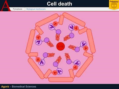Cellular Pathology - Pyroptosis