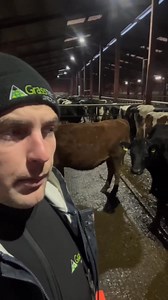 Final inspections for this superb group of spring calving heifers sourced for a customer. With EBIs of up to 310 and production figures to match this group will be sure to make an excellent foundation for the new dairy entrant they are going to. Give Liam a call for more info on spring calving stock current available 353 (87) 699 6995 | Grasstec