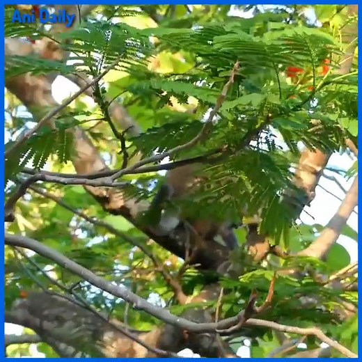 Mom trying to protect her beloved baby monkey from being taken away | Monkey kaka family