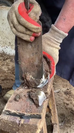 CLUMPED donkey hooves, knives are STUCK! Hoof trimming is too hard#Shorts#ASMR