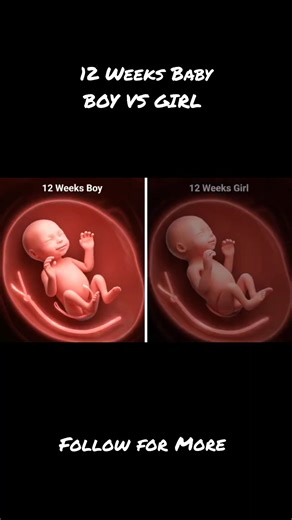 12 weeks baby Inside the womb #womblife #pragnancy #fetaldevelopment #babydevelopment #boyvsgirl