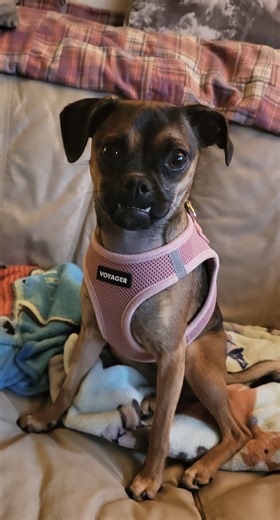 3.8K views · 125 reactions | If you are looking for an adorable pug...