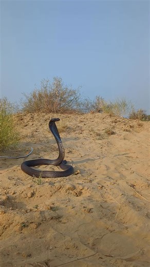 Snake catcher on Reels