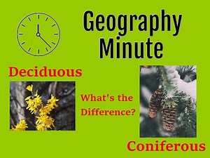 What are the differences between Deciduous and Coniferous trees?