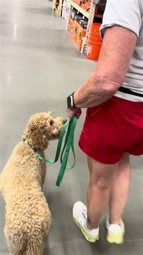 Checking in with Bee who is in our six week training program #dogshorts #dogsforever #dogtraining