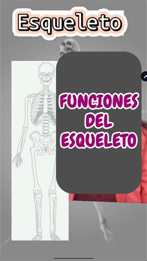 📌FUNCIONES DEL ESQUELETO Esqueleto humano sostiene el cuerpo, protege órganos vitales, facilita el movimiento, produce células sanguíneas y almacena minerales esenciales como calcio y fósforo, garantizando estabilidad y equilibrio corporal. FT-EX.BR #Esqueleto #Sistemaoseo #Anatomía #Huesos #Salud | FT Bere.Go - BR