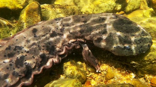 Saving the hellbender: 10,000th endangered salamander released in Missouri