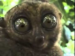 Dramatic Lemur Doing Look