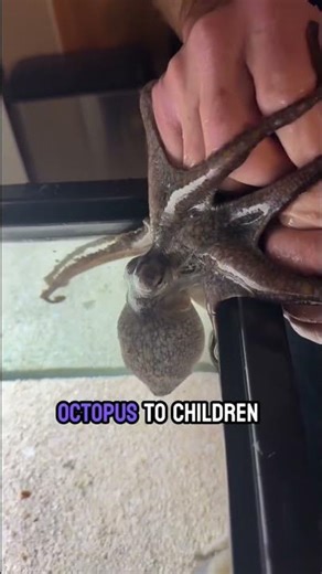 Meet our octopus little Thor!