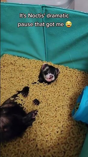 Goose in the Macaroni