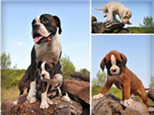 Frontline Plus For Pets is a Speedy The Stage Reduced of Vermin