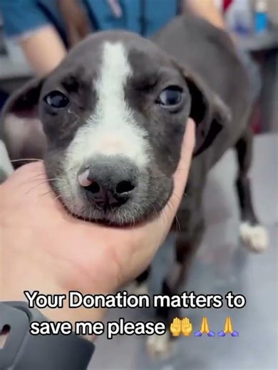 #foryou #fyp #fypシ゚viral #dog #rescue #rescuedog #rescuestory