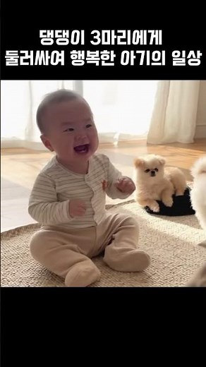 천국이 있다면 여기! 댕댕이 3마리에게 둘러싸여 행복한 아기의 일상 (사랑둥이들 케미 폭발)