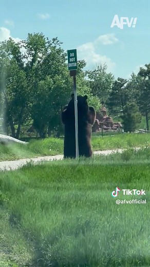 He's just like me fr 🐻 #afv #bears #funny | bears
