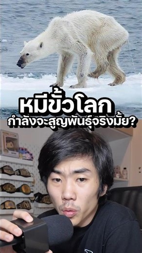 หมีขั้วโลกกำลังจะไปแล้ว? #ความรู้ #สาระ #science