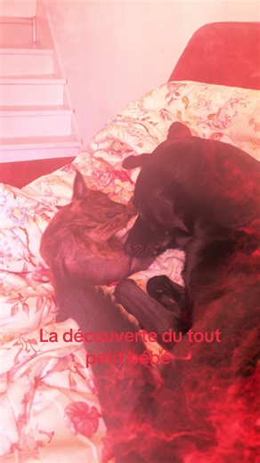 #Ma plus jeune chienne jour avec le tout petit bébé…et elle ne sai pas trop comment s’y prendre….!!!!#dogsoftiktok
