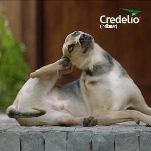 Credelio, una pastilla rápida y efectiva con sabor a carne que en 8 horas elimina pulgas y garrapatas en sus mascotas.💯 30 días de efectividad manteniendo a su mascota libre de estos molestos parásitos.🐶🦮 Adquirala por medio de nuestra Tienda en Línea: https://www.colonoagropecuario.com/tienda/ 🌐 | Colono Agropecuario