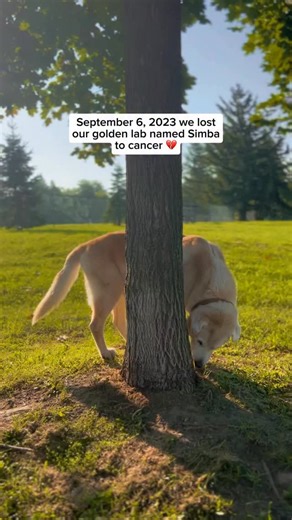 Losing Simba is still something we cannot fully put into words. This video holds his final moments. The quiet ones. The moments that live with us, especially as the holidays approach and his birthday comes closer. Times when his absence feels heavier and the space he left feels impossible to sit with. Not long after, we lost Luce and Manny too. January and February changed us forever. So much love, so much loss, all so close together. It has been a journey I never imagined we would have to walk.