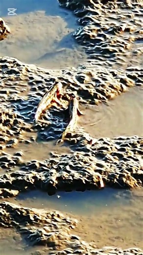 Fish fighting each other #short video