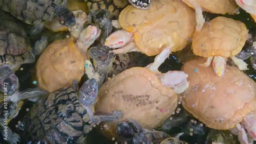 A crowded tank of albino and standard red-eared slider turtles swimming and feeding on food pellets together