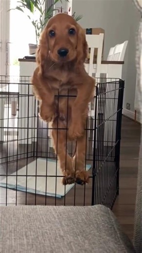 Lovely Cute Cocker Spaniel #shorts