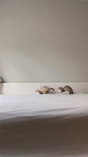 Moon & Nala on TikTok