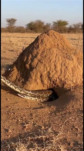 Savanna Showdown! Philippine Eagle Battles a Massive Python at a Burrow 🦅🐍 #wildlife