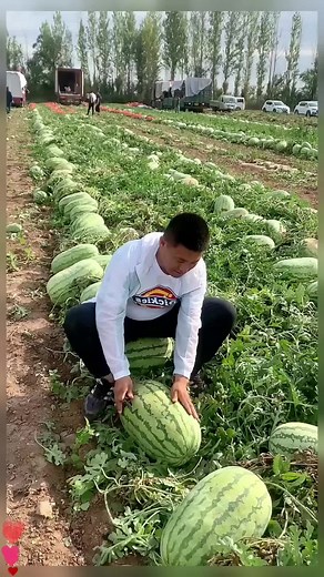 Watermelon Harvesting Process in a USA Field