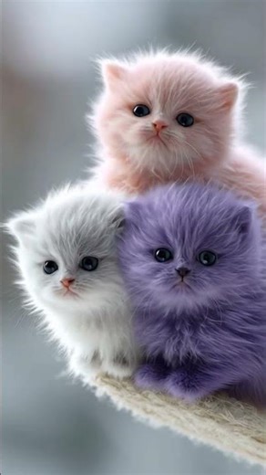 Cute Baby Kittens #cat #cuteanimal #cutecat #pinkcat #purplecat