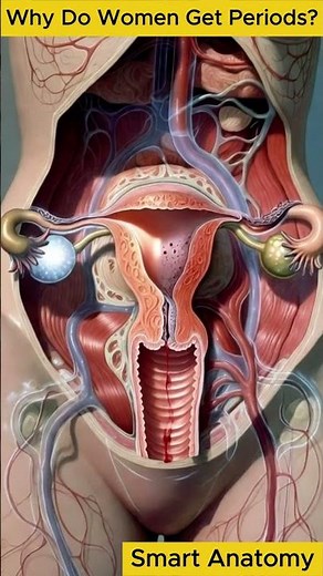 Why Do Women Get Periods | The Science of Menstruation