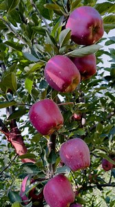 Top Grafting Plants | Kvf Kulgam