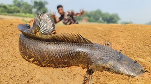 4.4K views · 21 reactions | Wow really amazing big stuck monster fish catching form river side dry place underground. best 2025 fishing video | Catch Fish With ET | Facebook