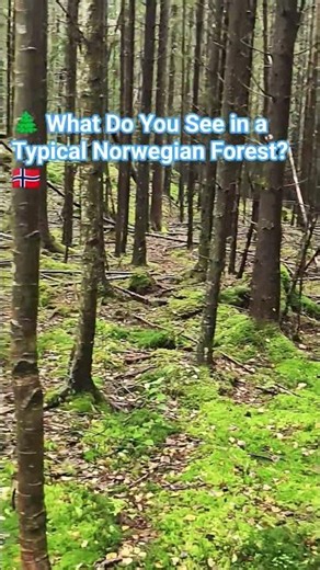 The Most Norwegian Experience Possible